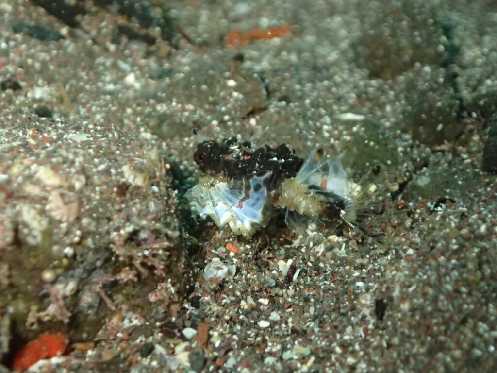 ウミテング（幼魚）｜井田（西伊豆）｜2025/10/25