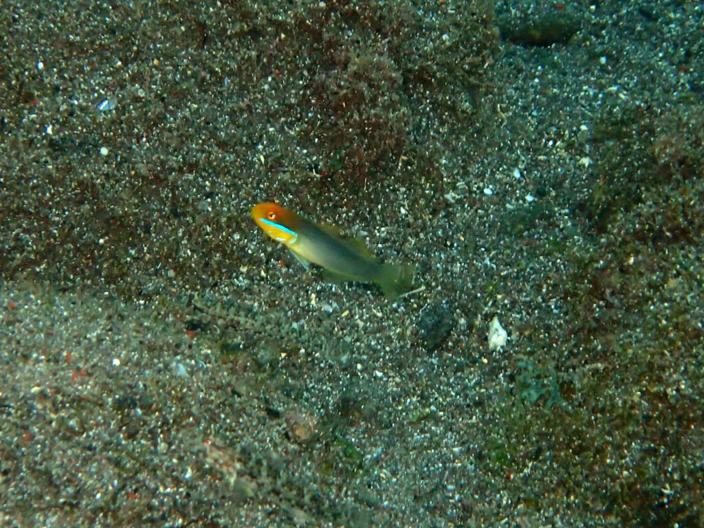 アカハチハゼ｜井田（西伊豆）｜2025/10/25