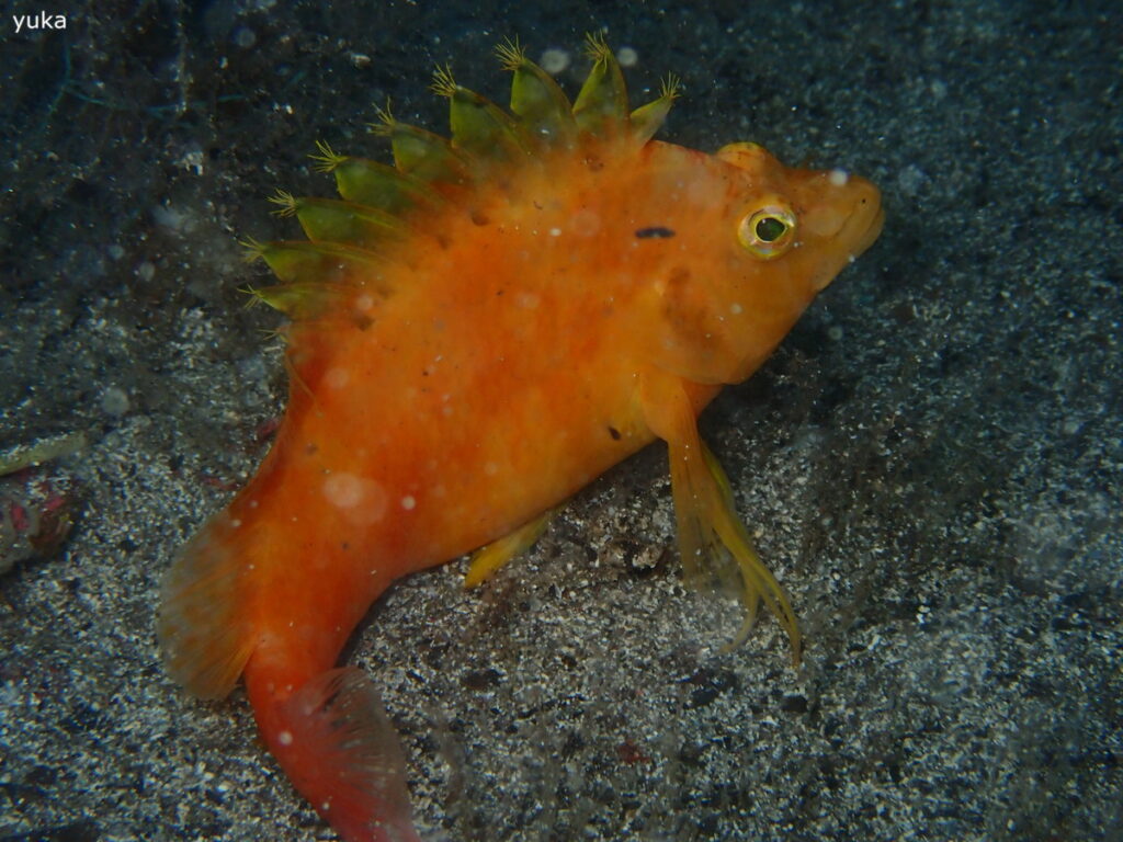 オキゴンベ｜井田（西伊豆）｜2025/10/25