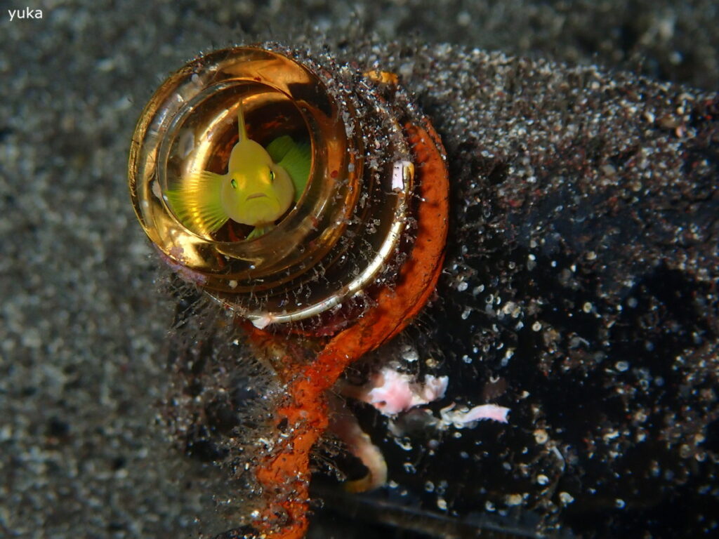 ミジンベニハゼ｜井田（西伊豆）｜2025/10/25