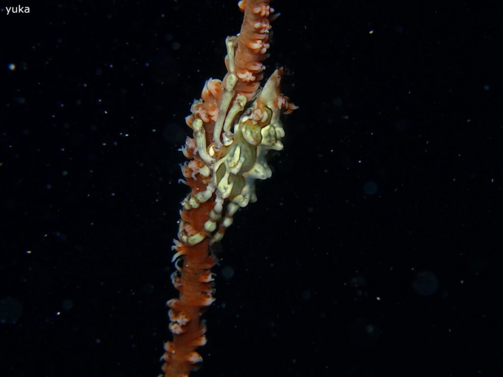 イボイソバナガニ｜井田（西伊豆）｜2025/10/25