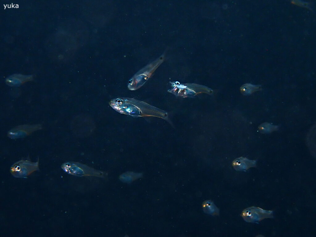 ネンブツダイの幼魚｜井田（西伊豆）｜2025/10/25