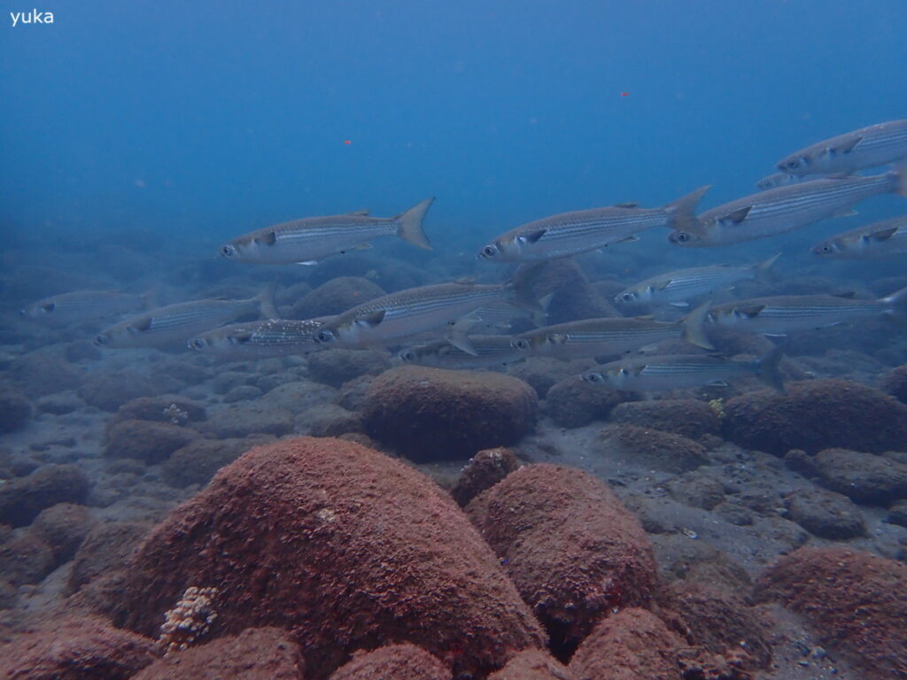 ボラ｜井田（西伊豆）｜2025/10/25