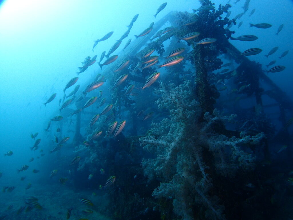 初島でダイビング｜ダイビングプロショップ パル｜2025/11/15