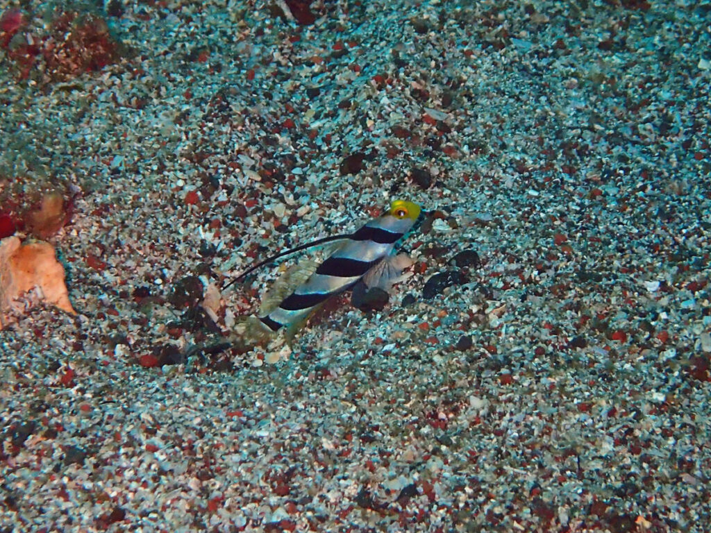 ヒレナガネジリンボウ｜初島でダイビング｜ダイビングプロショップ パル｜2025/11/15