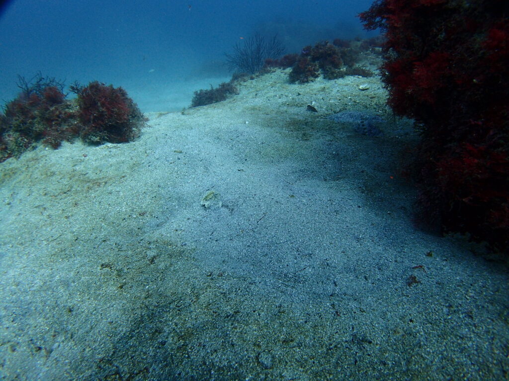 カスザメ｜初島でダイビング｜ダイビングプロショップ パル｜2025/11/15