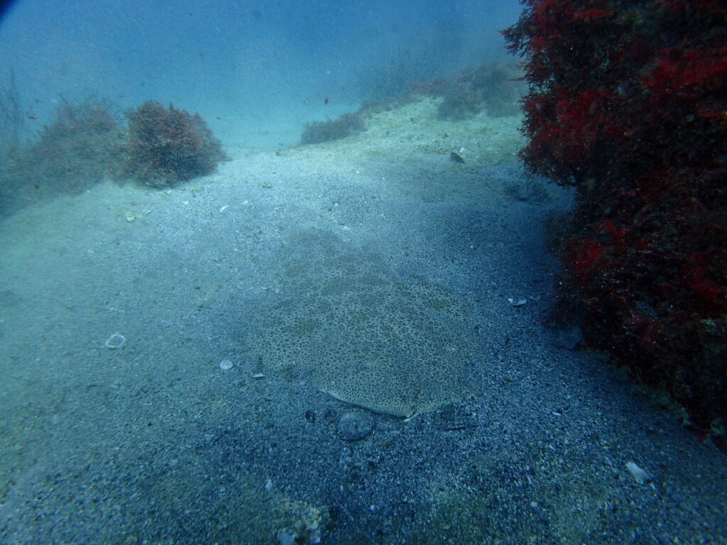 カスザメ｜初島でダイビング｜ダイビングプロショップ パル｜2025/11/15