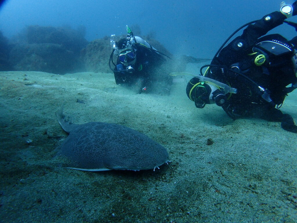 カスザメ｜初島でダイビング｜ダイビングプロショップ パル｜2025/11/15