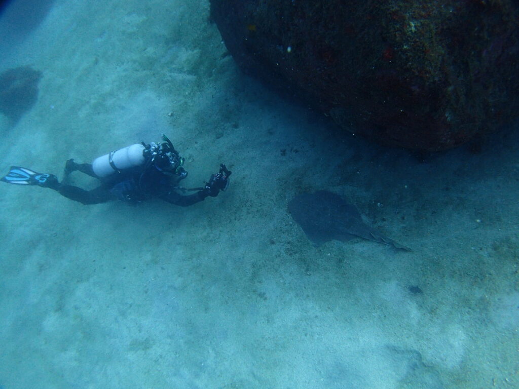 カスザメ｜初島でダイビング｜ダイビングプロショップ パル｜2025/11/15