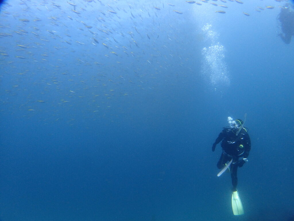 タカベ玉｜初島でダイビング｜ダイビングプロショップ パル｜2025/11/15　