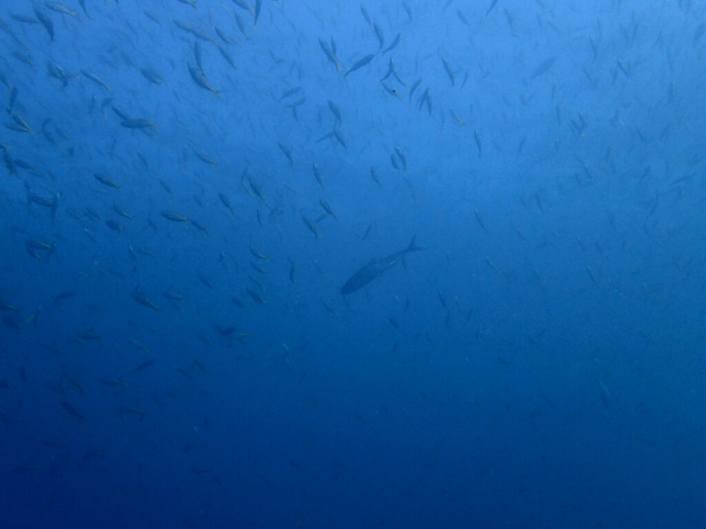 タカベとイナダ｜初島でダイビング｜ダイビングプロショップ パル｜2025/11/15　