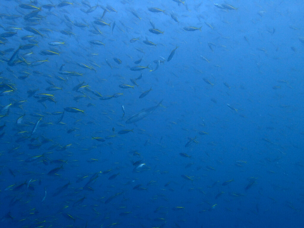 タカベとイナダ｜初島でダイビング｜ダイビングプロショップ パル｜2025/11/15　