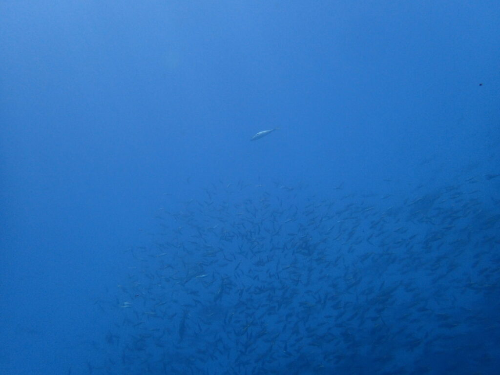 タカベとイナダ｜初島でダイビング｜ダイビングプロショップ パル｜2025/11/15　