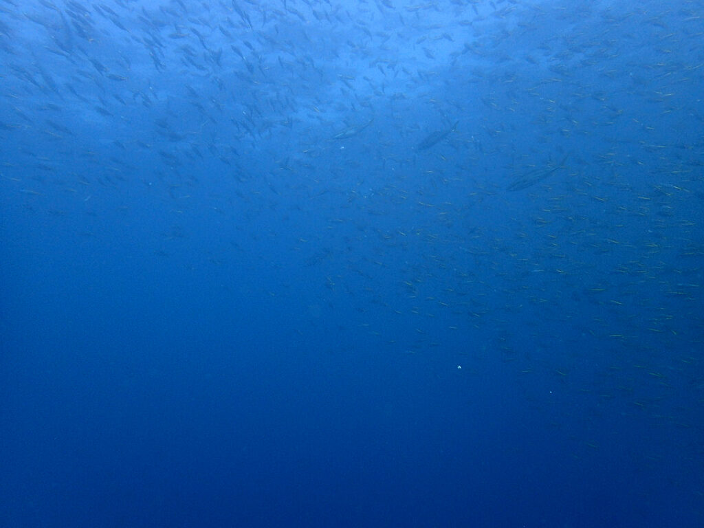 タカベとイナダ｜初島でダイビング｜ダイビングプロショップ パル｜2025/11/15　