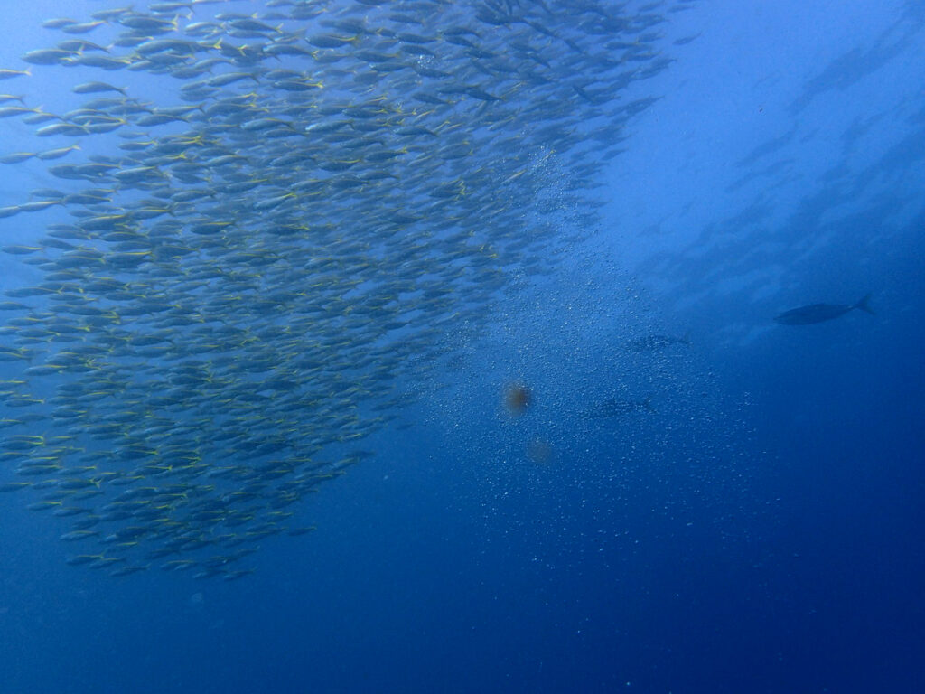 タカベとイナダ｜初島でダイビング｜ダイビングプロショップ パル｜2025/11/15　