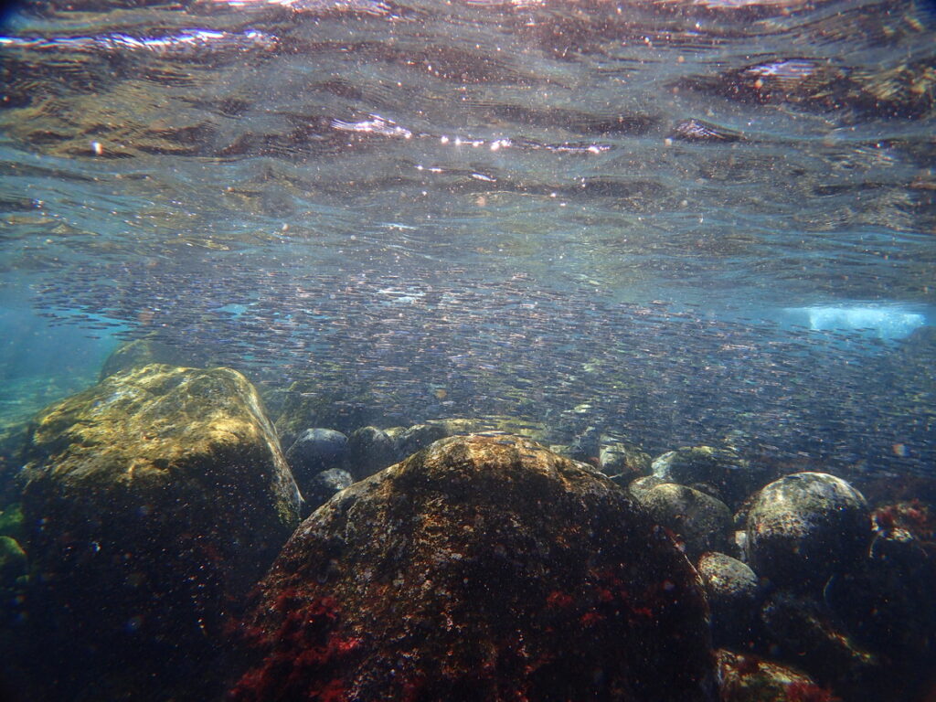 初島でダイビング｜ダイビングプロショップ パル｜2025/11/15　