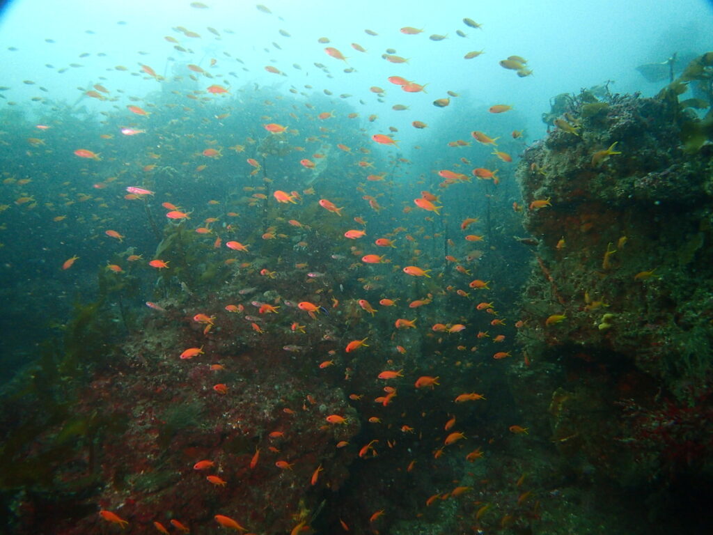 キンギョハナダイ｜房総 勝浦でダイビング｜ダイビングプロショップ パル｜2025/11/15