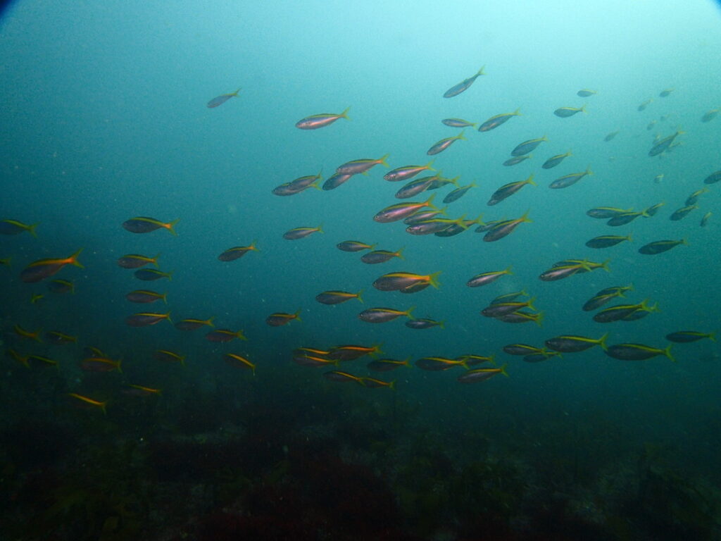 タカベの群れ｜房総 勝浦でダイビング｜ダイビングプロショップ パル｜2025/11/15