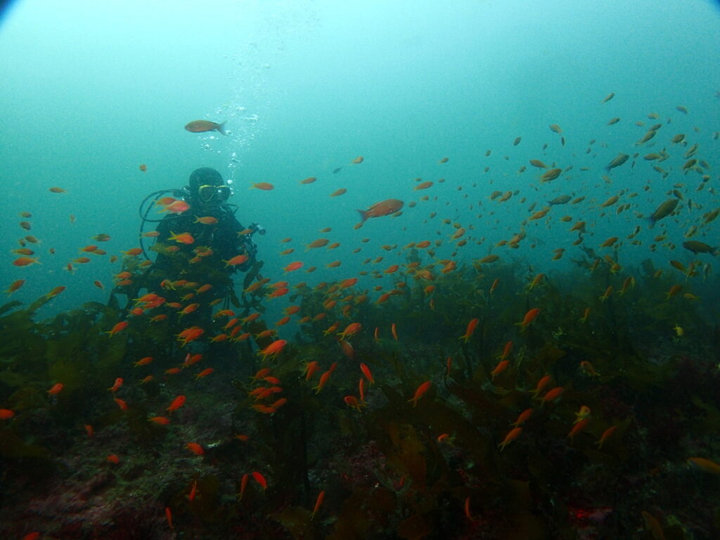 キンギョハナダイ｜房総 勝浦でダイビング｜ダイビングプロショップ パル｜2025/11/15