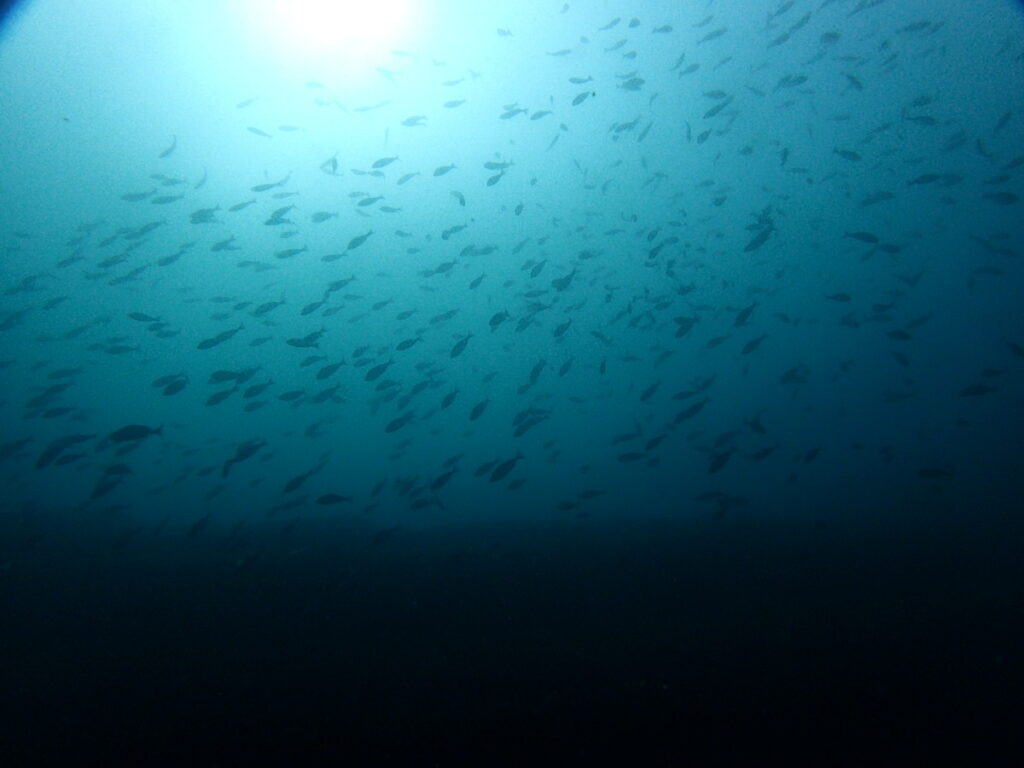 イサキシャワー｜房総 勝浦でダイビング｜ダイビングプロショップ パル｜2025/11/15