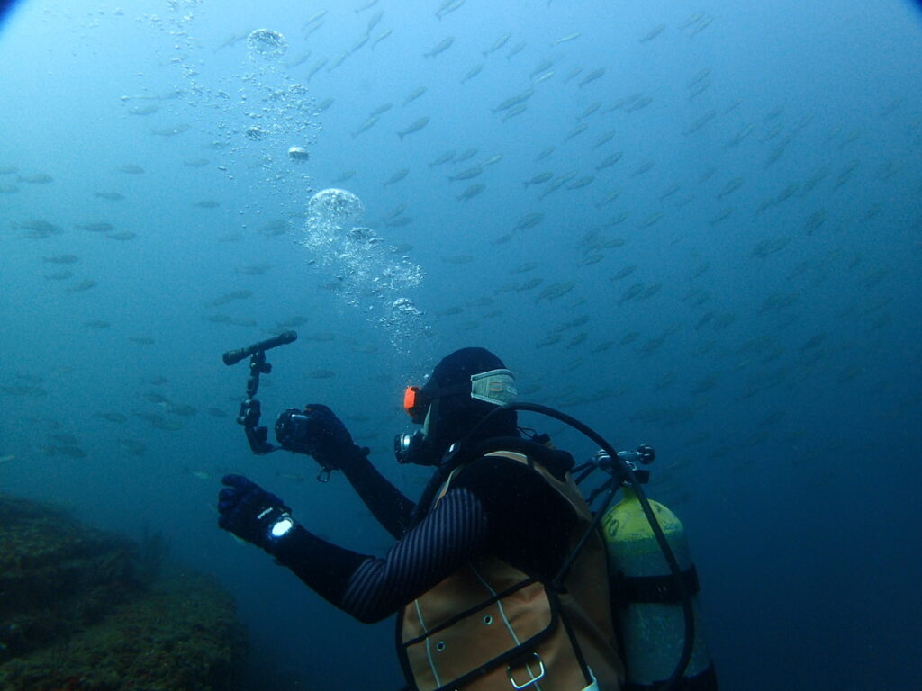 房総 勝浦でダイビング｜ダイビングプロショップ パル｜2025/11/15
