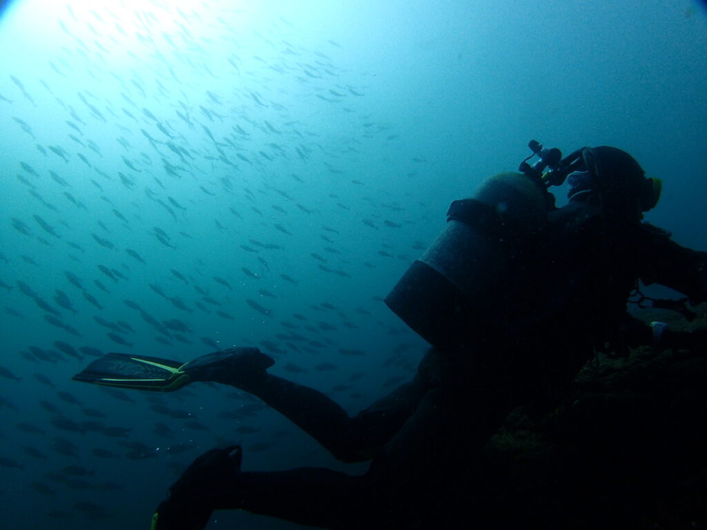 房総 勝浦でダイビング｜ダイビングプロショップ パル｜2025/11/15