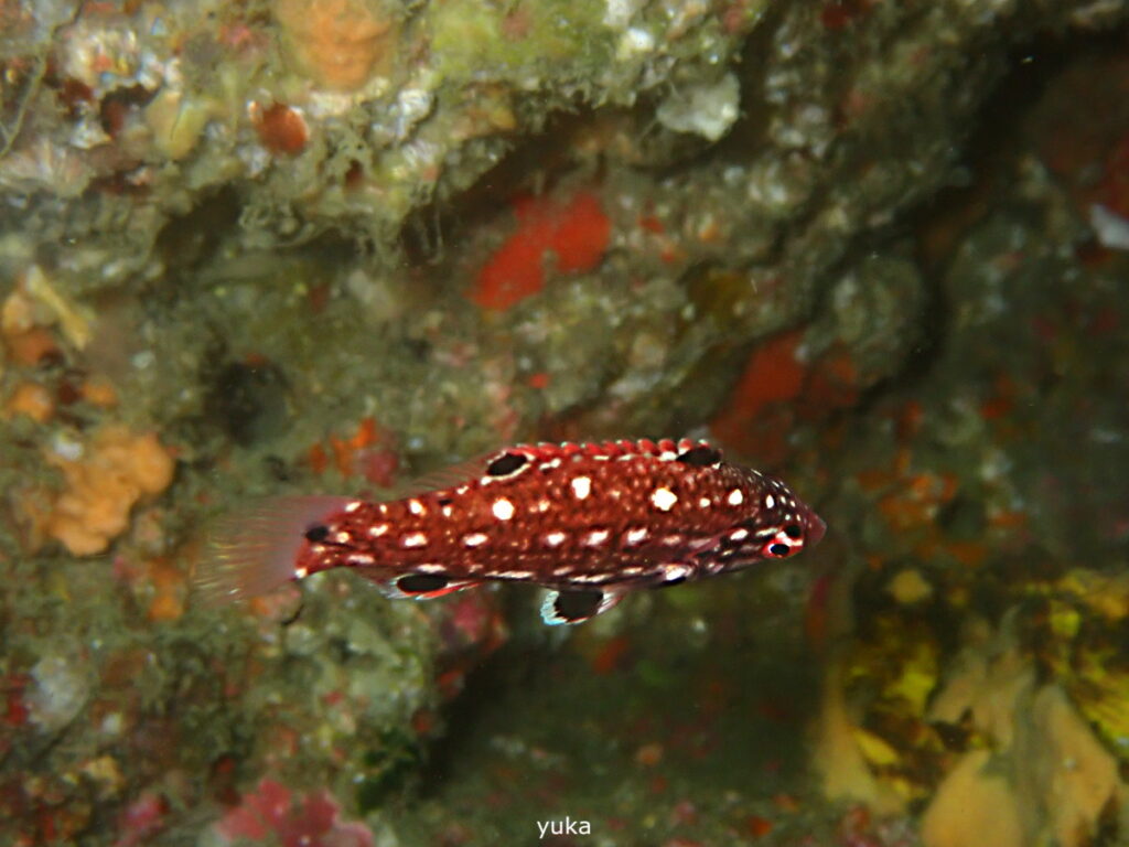 モンツキベラ｜房総 勝浦でダイビング｜ダイビングプロショップ パル｜2025/11/15