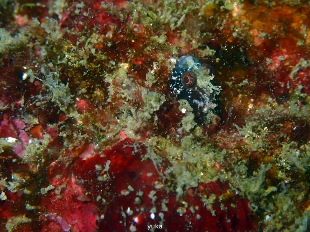 トウシマコケギンポ｜房総 勝浦でダイビング｜ダイビングプロショップ パル｜2025/11/15