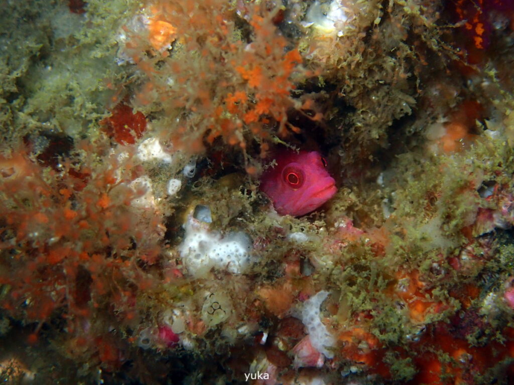 チシオコケギンポ｜房総 勝浦でダイビング｜ダイビングプロショップ パル｜2025/11/15