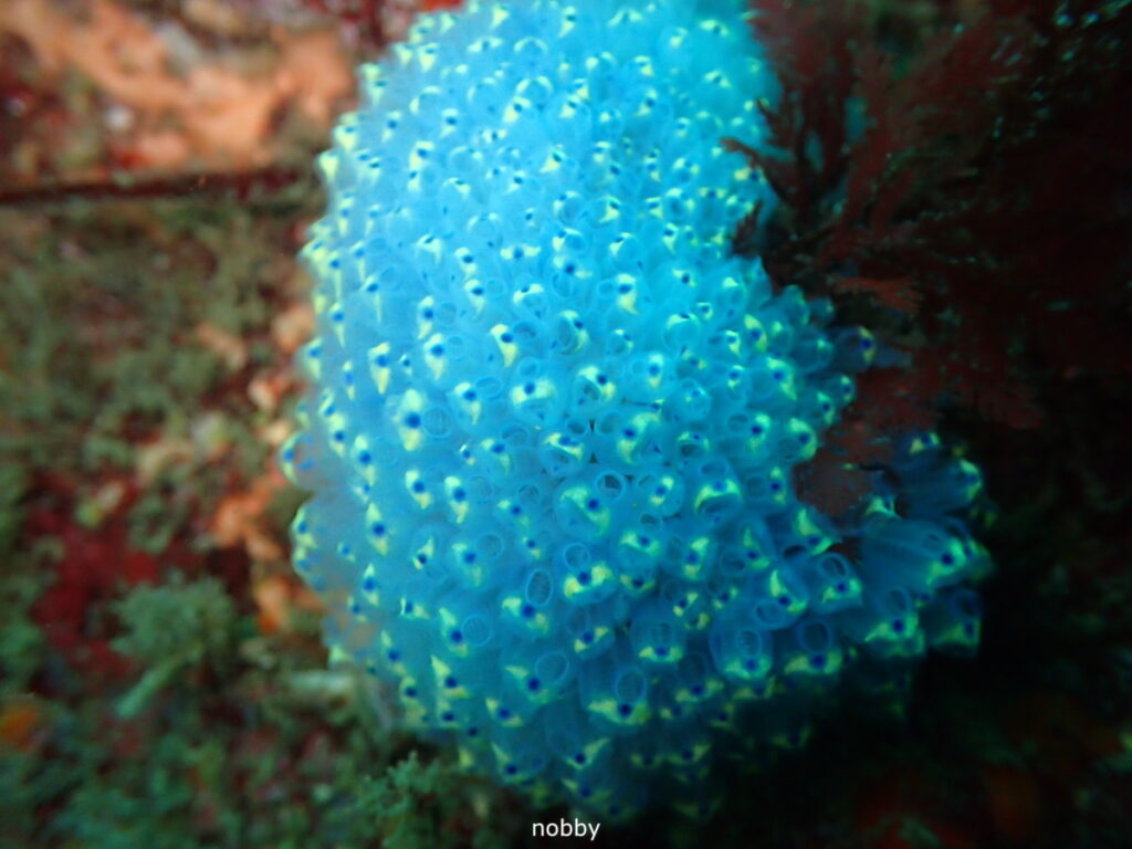 ツツボヤ｜房総 勝浦でダイビング｜ダイビングプロショップ パル｜2025/11/15