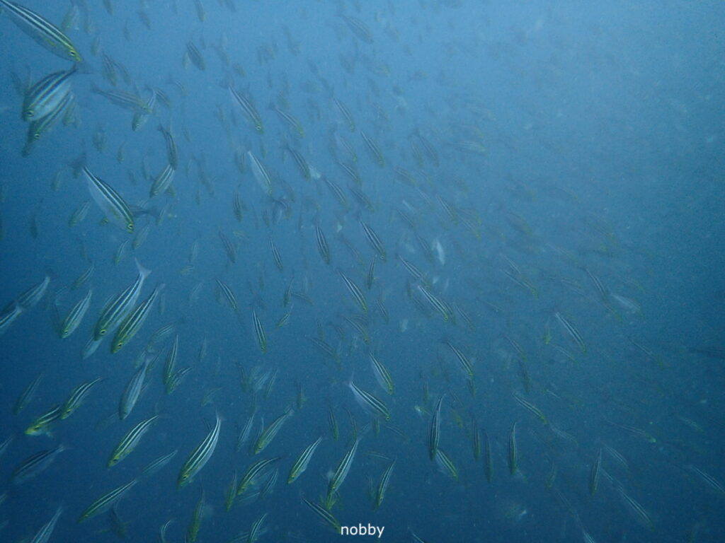 イサキシャワー｜房総 勝浦でダイビング｜ダイビングプロショップ パル｜2025/11/15