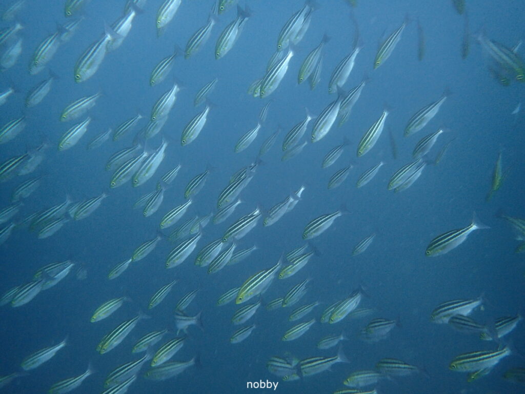 イサキシャワー｜房総 勝浦でダイビング｜ダイビングプロショップ パル｜2025/11/15