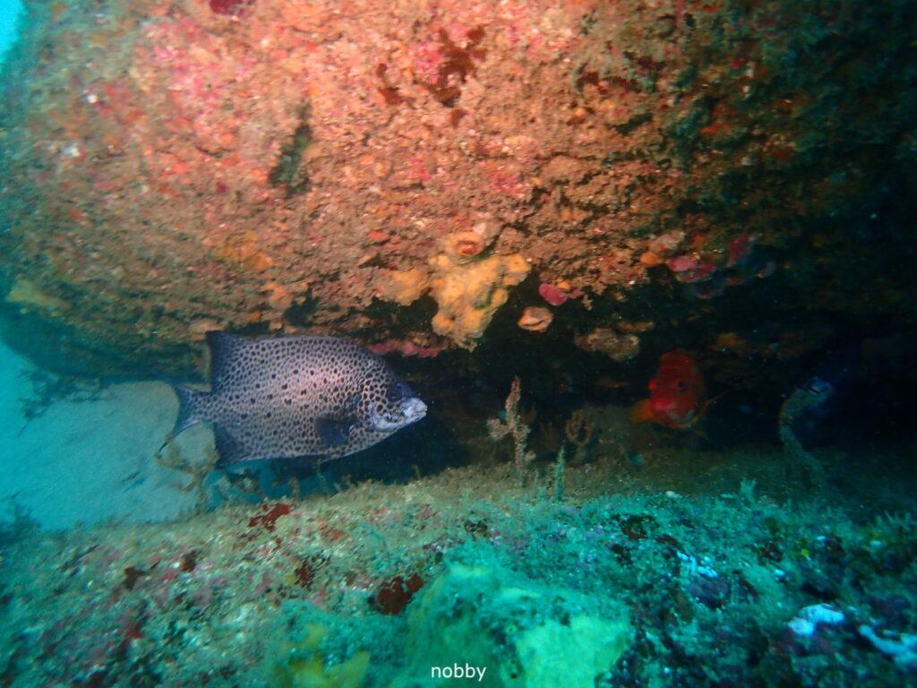 イシガキダイ｜房総 勝浦でダイビング｜ダイビングプロショップ パル｜2025/11/15