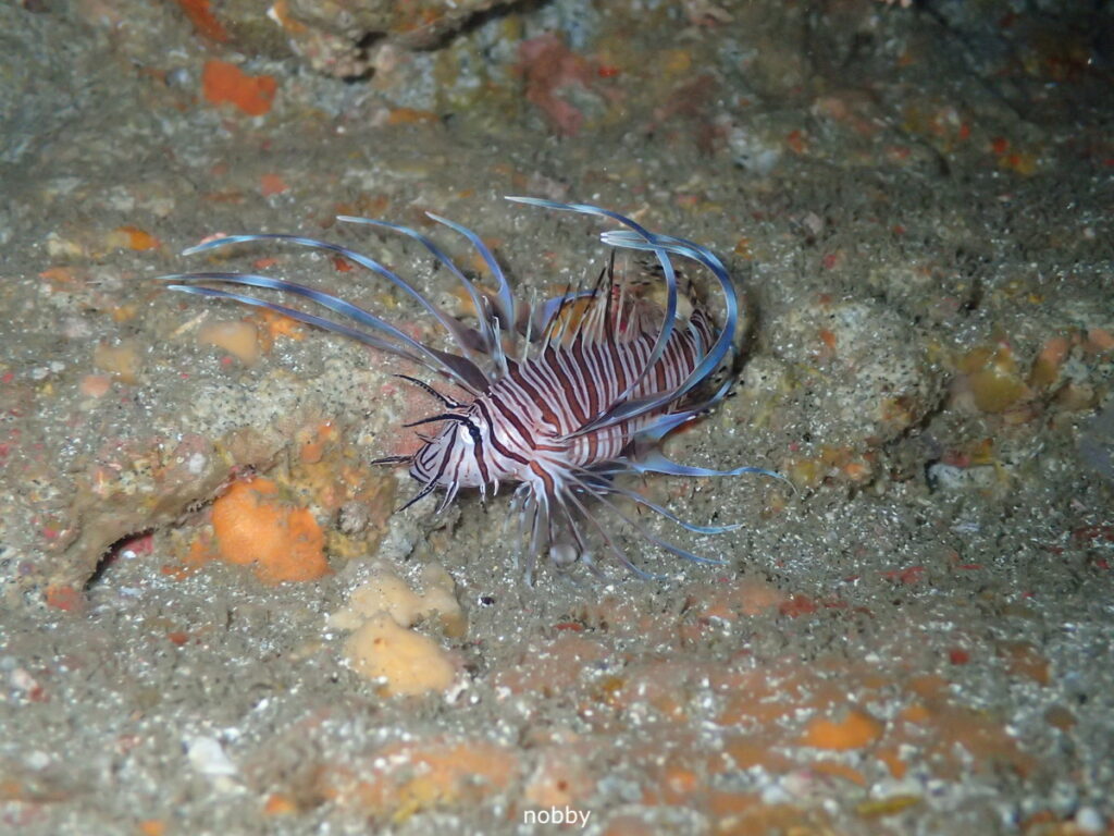 ミノカサゴ｜房総 勝浦でダイビング｜ダイビングプロショップ パル｜2025/11/15