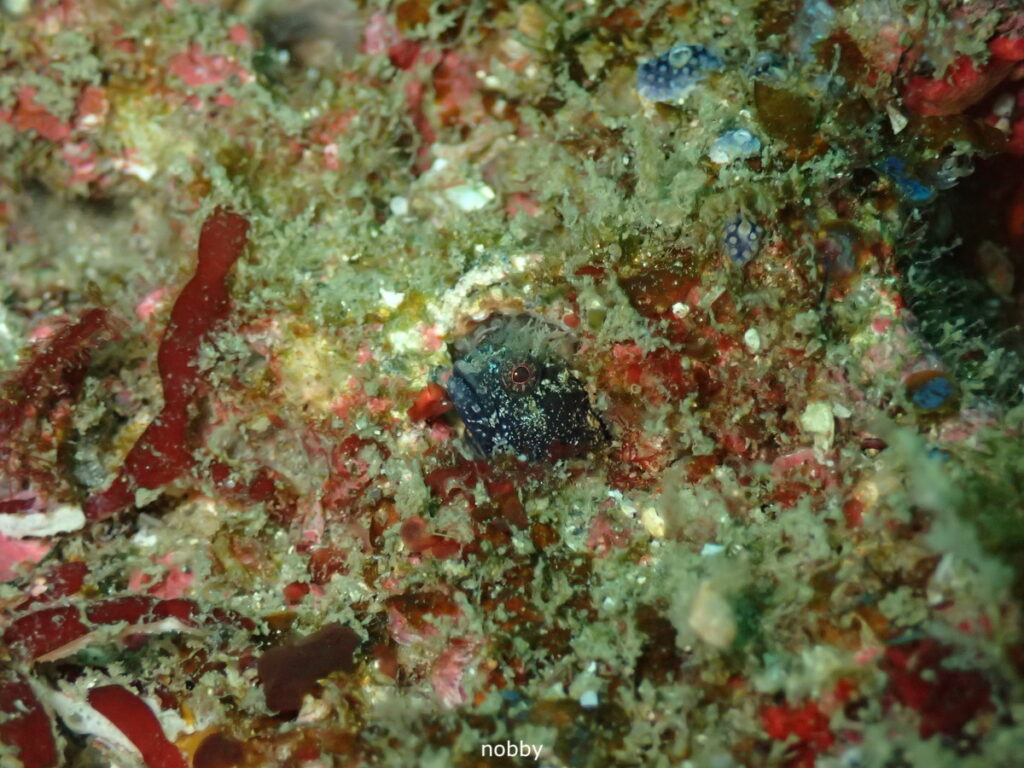 トウシマコケギンポ｜房総 勝浦でダイビング｜ダイビングプロショップ パル｜2025/11/15