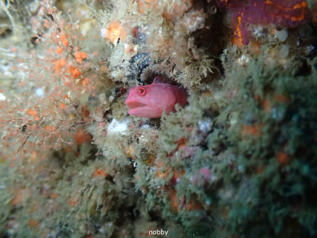 チシオコケギンポ｜房総 勝浦でダイビング｜ダイビングプロショップ パル｜2025/11/15