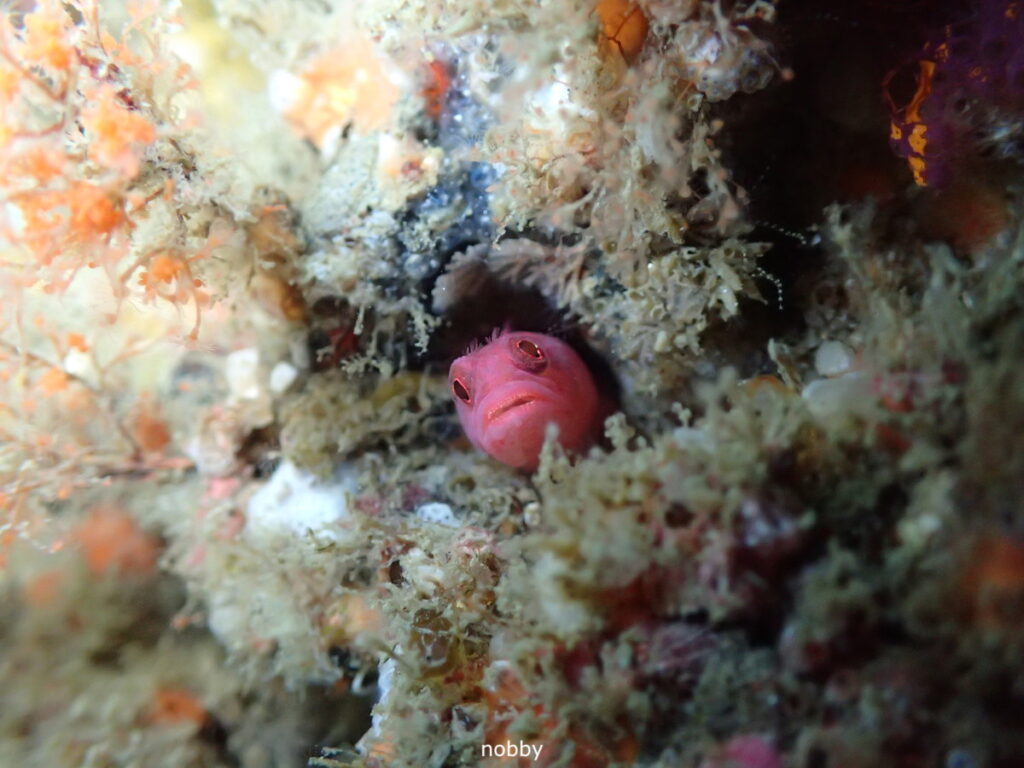 チシオコケギンポ｜房総 勝浦でダイビング｜ダイビングプロショップ パル｜2025/11/15