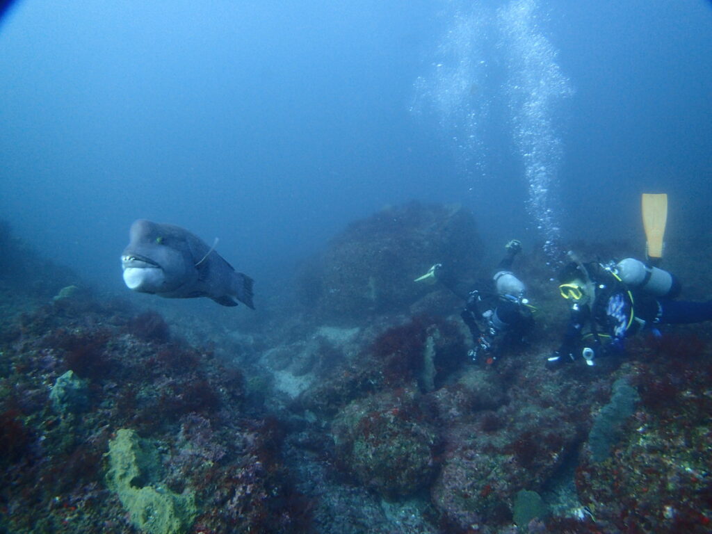 西川名でダイビング｜2025/11/22｜ダイビングプロショップ パル｜東京　江戸川区