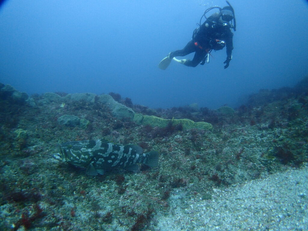 モロコ｜西川名でダイビング｜2025/11/22｜ダイビングプロショップ パル｜東京　江戸川区