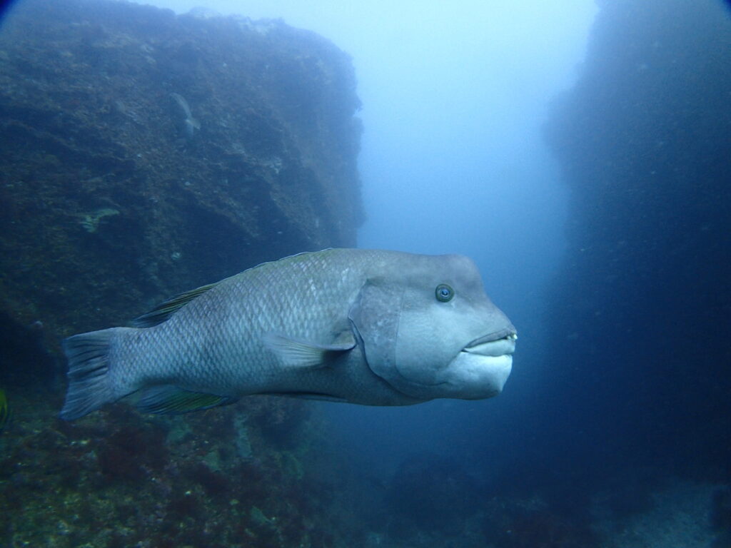 コブダイ｜西川名でダイビング｜2025/11/22｜ダイビングプロショップ パル｜東京　江戸川区
