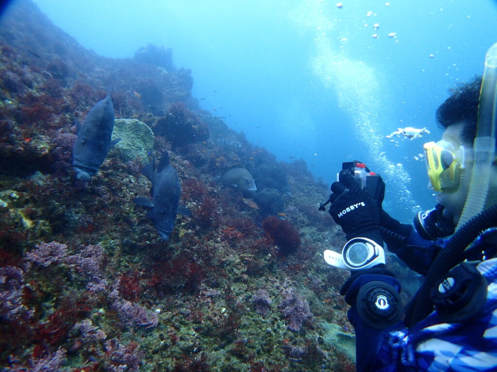 ヒゲダイ｜西川名でダイビング｜2025/11/22｜ダイビングプロショップ パル｜東京　江戸川区