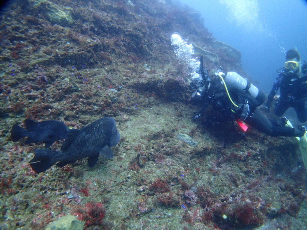 V字谷｜西川名でダイビング｜2025/11/22｜ダイビングプロショップ パル｜東京　江戸川区