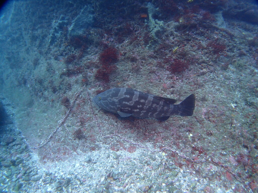 モロコ｜西川名でダイビング｜2025/11/22｜ダイビングプロショップ パル｜東京　江戸川区