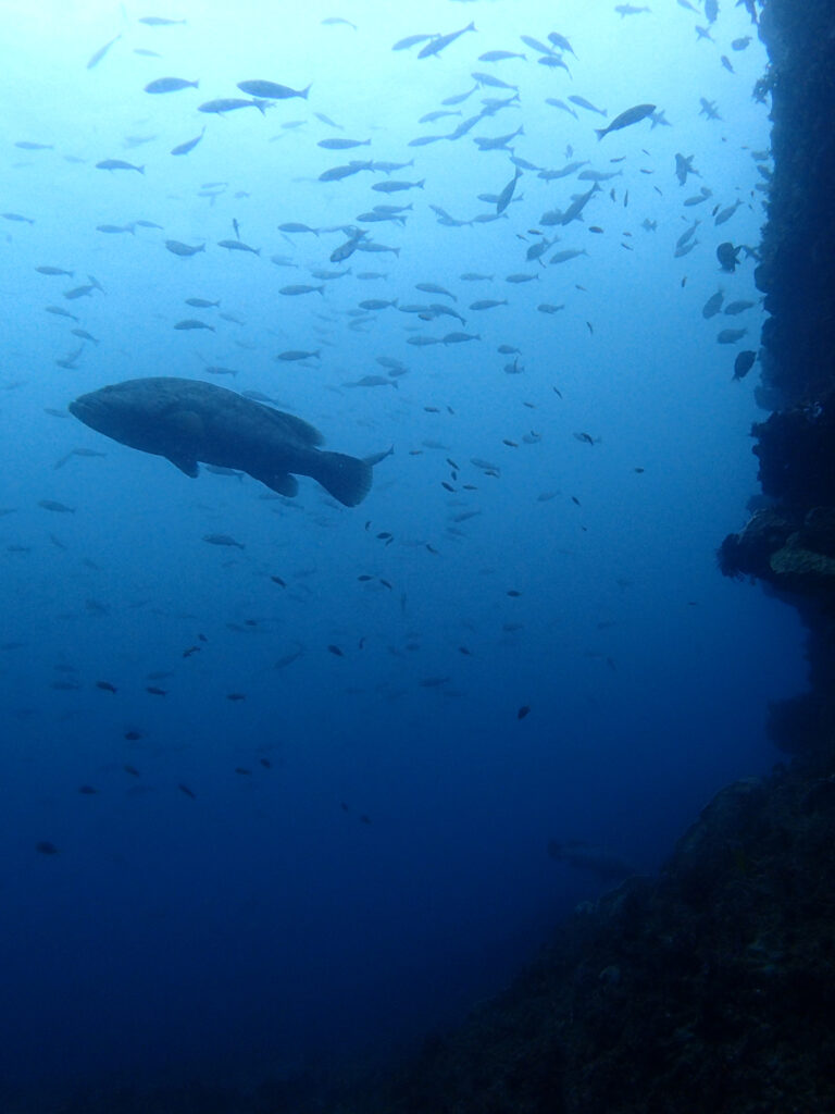 モロコ｜西川名でダイビング｜2025/11/22｜ダイビングプロショップ パル｜東京　江戸川区
