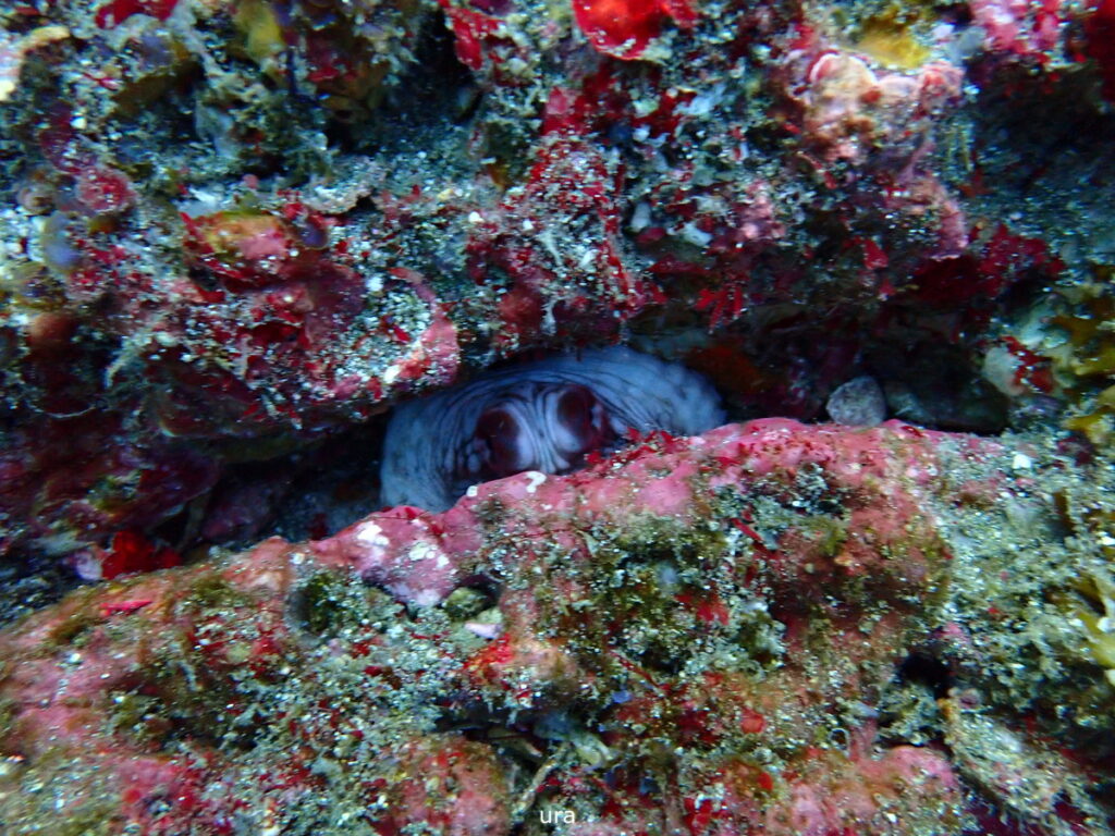 タコ｜西川名でダイビング｜2025/11/22｜ダイビングプロショップ パル｜東京　江戸川区