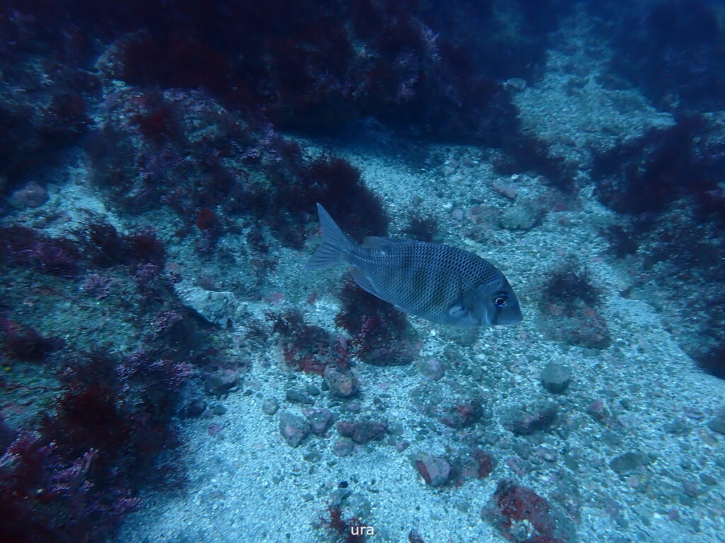 メイチダイ｜西川名でダイビング｜2025/11/22｜ダイビングプロショップ パル｜東京　江戸川区