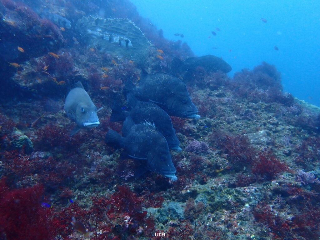 ヒゲダイとコロダイ｜西川名でダイビング｜2025/11/22｜ダイビングプロショップ パル｜東京　江戸川区