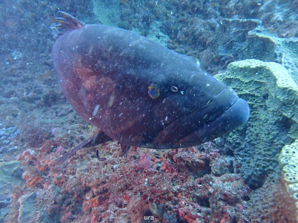 モロコ｜西川名でダイビング｜2025/11/22｜ダイビングプロショップ パル｜東京　江戸川区