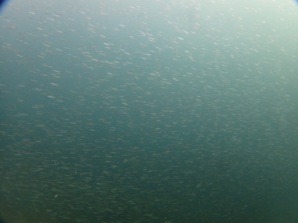 キビナゴ大群（ノース）｜かっちゃでダイビング｜ダイビングプロショップパル｜2025/09/27