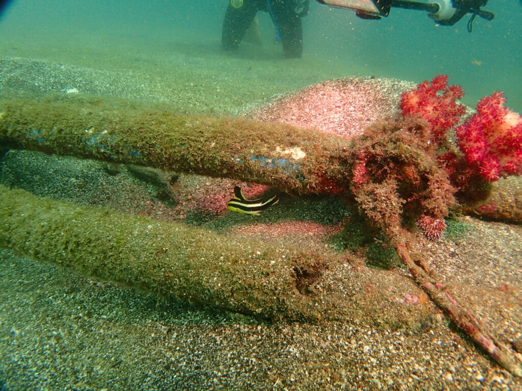 コロダイ（ノース）｜かっちゃでダイビング｜ダイビングプロショップパル｜2025/09/27